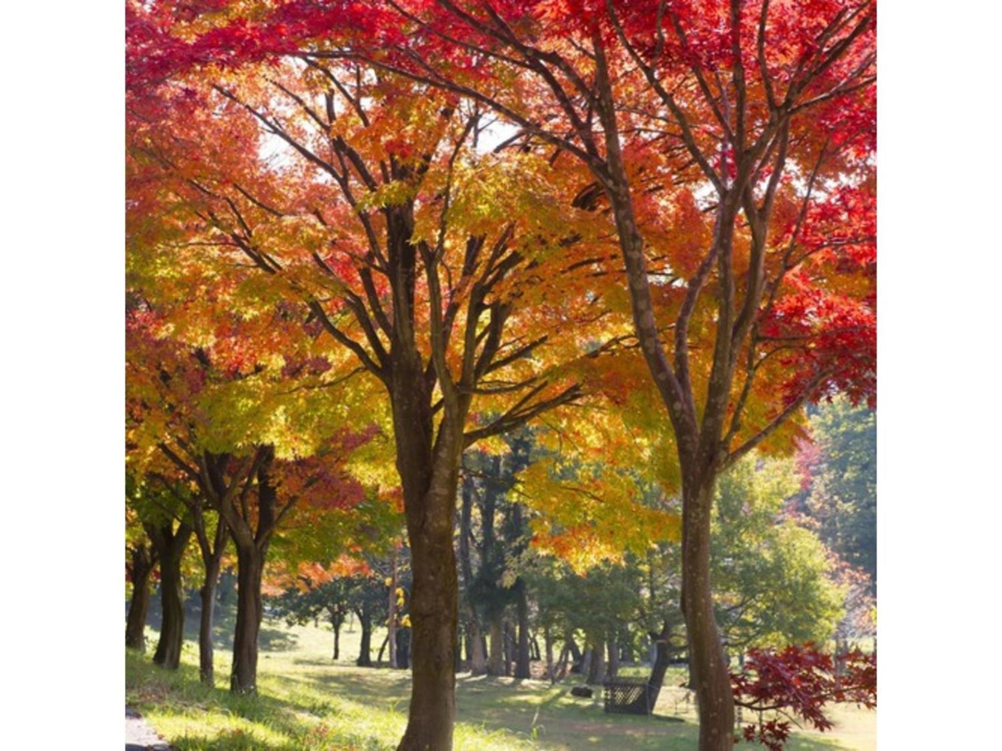 Shintainai Onsen Royal Tainai Park Hotel - Vacation Stay 90212V מראה חיצוני תמונה